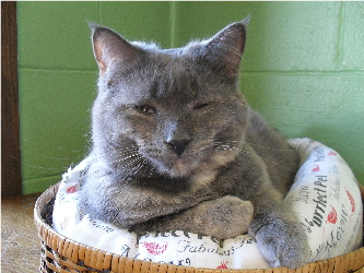 This is Lula. She LOVES dogs! She hears the dogs and runs over and sits next to them and rubs on them. She also has a ball that she carries around and will drop in front of the dogs to try and get them to play. We have tried to find her a home, but she has chronic snot and has had a hard time finding the right home.