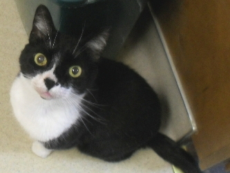 Mazda likes two kinds of food and will not eat anything else! He begs for Temptations all the time, and we try to trick him with other stuff, but he just looks at us like we are not all there.