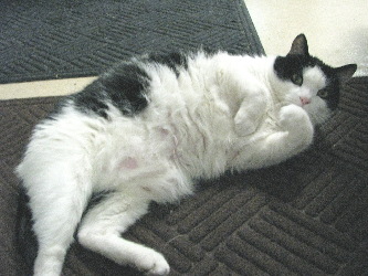 This is Morpheus. He likes playing dead. He sleeps in the office unless he is trying to steal Mazda's food. He is a "little" overweight.