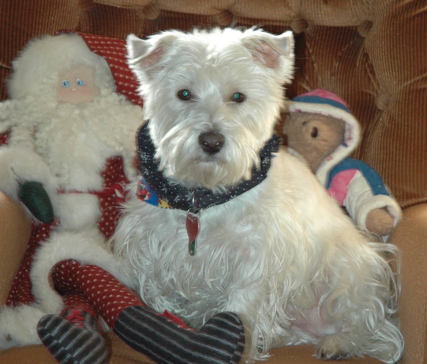 Microchipping What Is It? Animal Care Hospital of Reynoldsburg