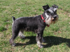 Miniature_schnauzer_blackandsilver