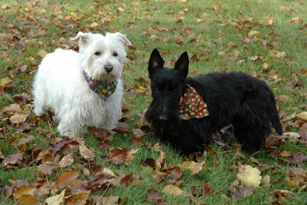 Comfortis Flea Preventative Animal Care Hospital of Reynoldsburg