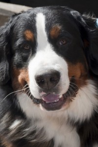 Bernese Mountain Dog