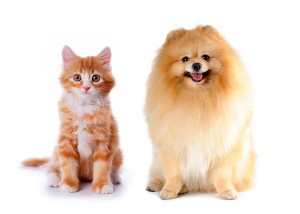 bigstock-Cat-And-Dog-Red-Color-6191170