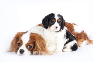 bigstock-Litter-of-Cavalier-King-Charle-29273636