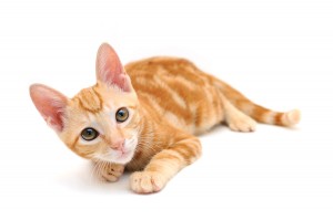 bigstock-Orange-Tabby-Kitten-3686977