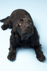 Black Spaniel Puppy In Studio