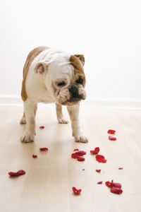 Dog looking at petals.