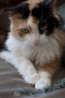 Calico Cat