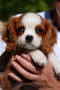 King Charles Pup