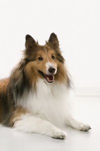 Collie dog on white background.