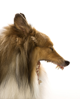 Collie dog yawning.