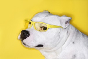 White dog wearing yellow glasses.