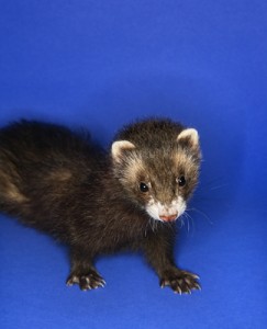 Portrait of brown ferret.