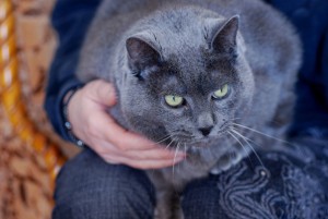 Grey Cat