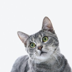 Portrait of gray striped cat.
