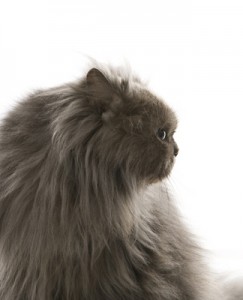 Gray Persian cat.