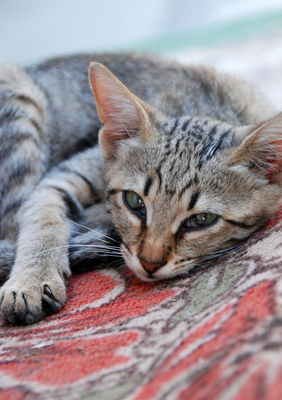 gray tabby on rug