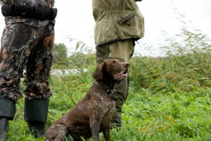 German pointer hunting