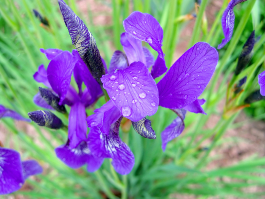 iris flower with water drops