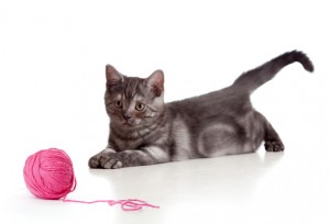 British cat playing red clew or ball isolated