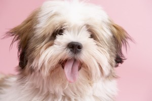 Close Up Of Lhasa Apso Dog