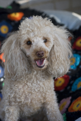 Beige Poodle