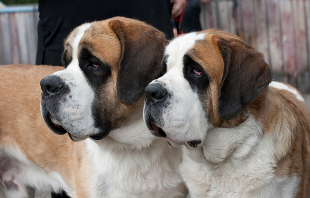Couple of purebred st bernard dogs