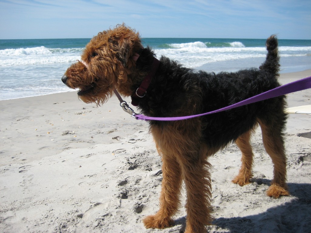 Hot Summer Tips Animal Care Hospital of Reynoldsburg