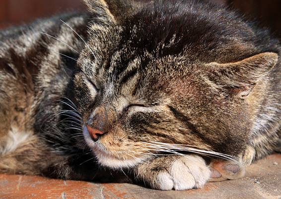When Is It The Right Time To Euthanize A Cat? All About Cats