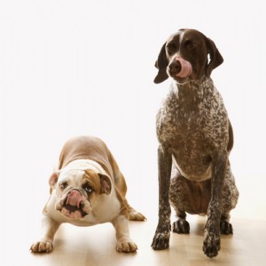 Bulldog and Pointer dog.