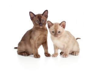 Burmese cats sitting on white