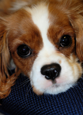 Cavalier King Charles Spaniel