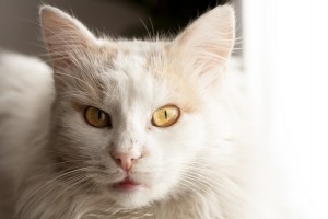 Turkish angora cat