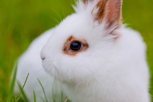 White cute rabbit on green background