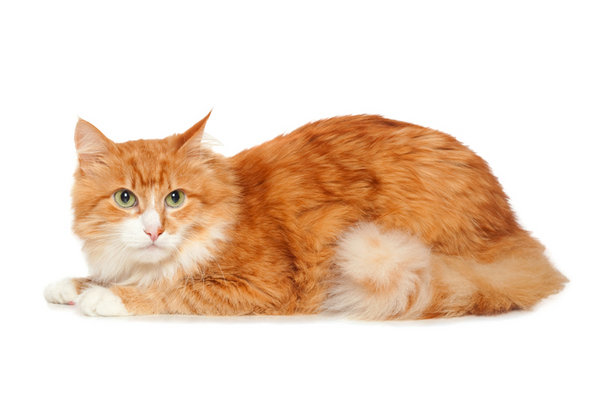 Beautiful fluffy red cat. Isolated on white