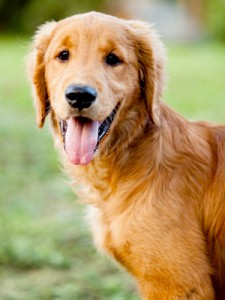 Beautiful dog at the park